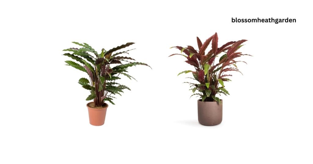 Plants That Feel Like Velvet
