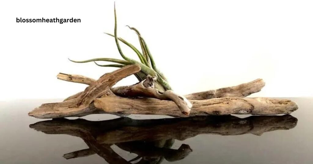 How To Attach Air Plants To Driftwood
