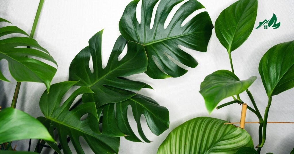 Plants With Waxy Leaves List

