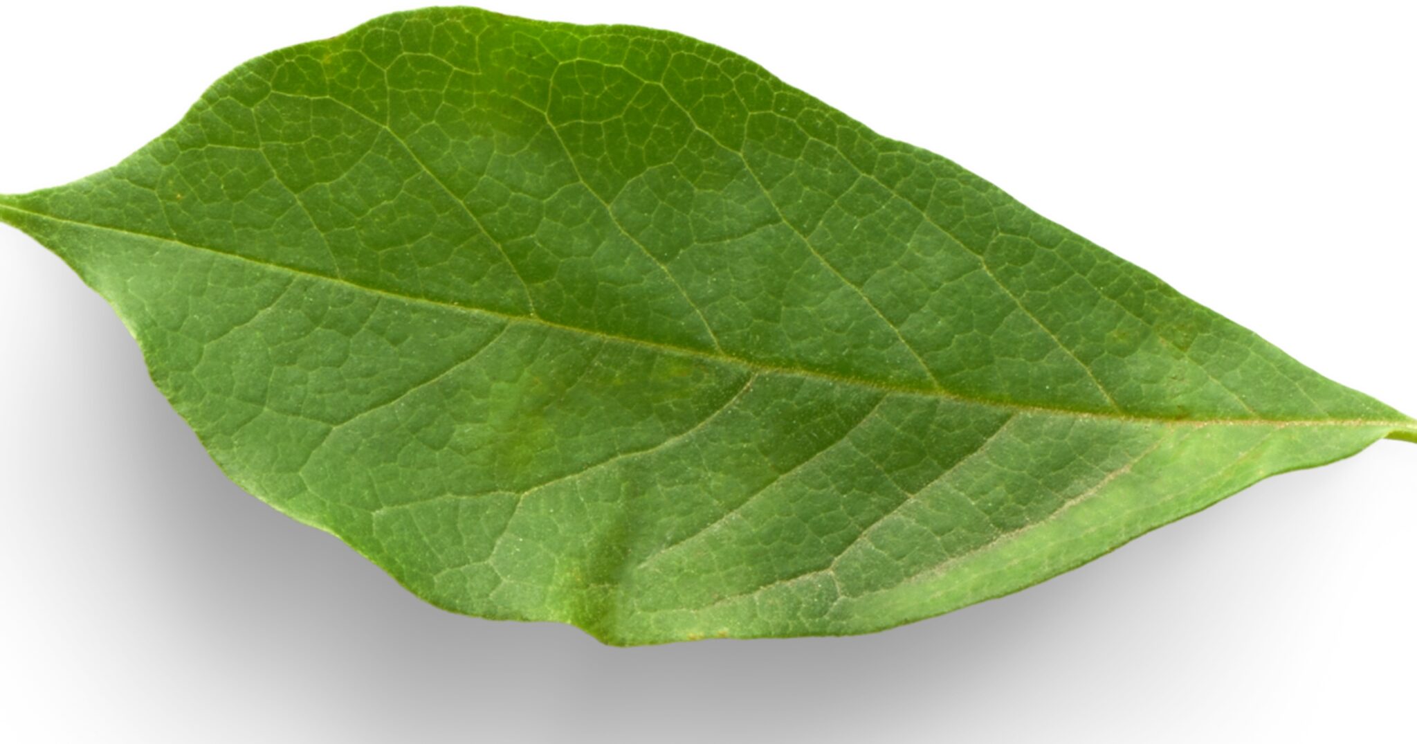 Plants With Waxy Leaves List