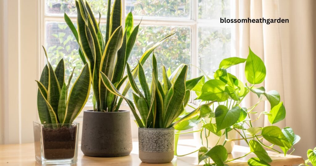 Longest Living House Plants 
