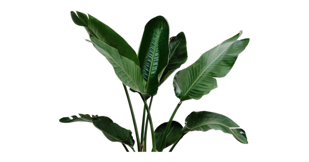 Plants with Long Skinny Leaves