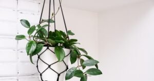 House Plants With Waxy Leaves