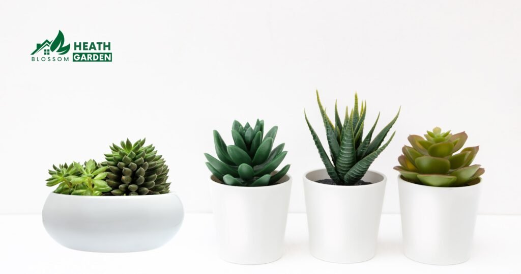 Are Succulents Poisonous To Humans
