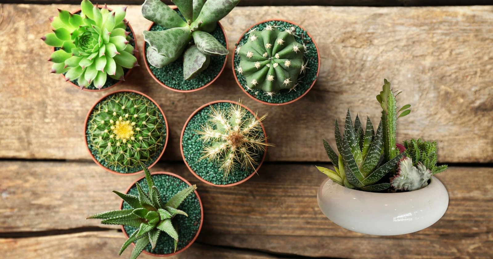 Are Succulents Poisonous To Humans