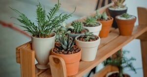 Plants that like Self-Watering Pots